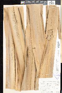 Media resource of Pandanus ambongensis