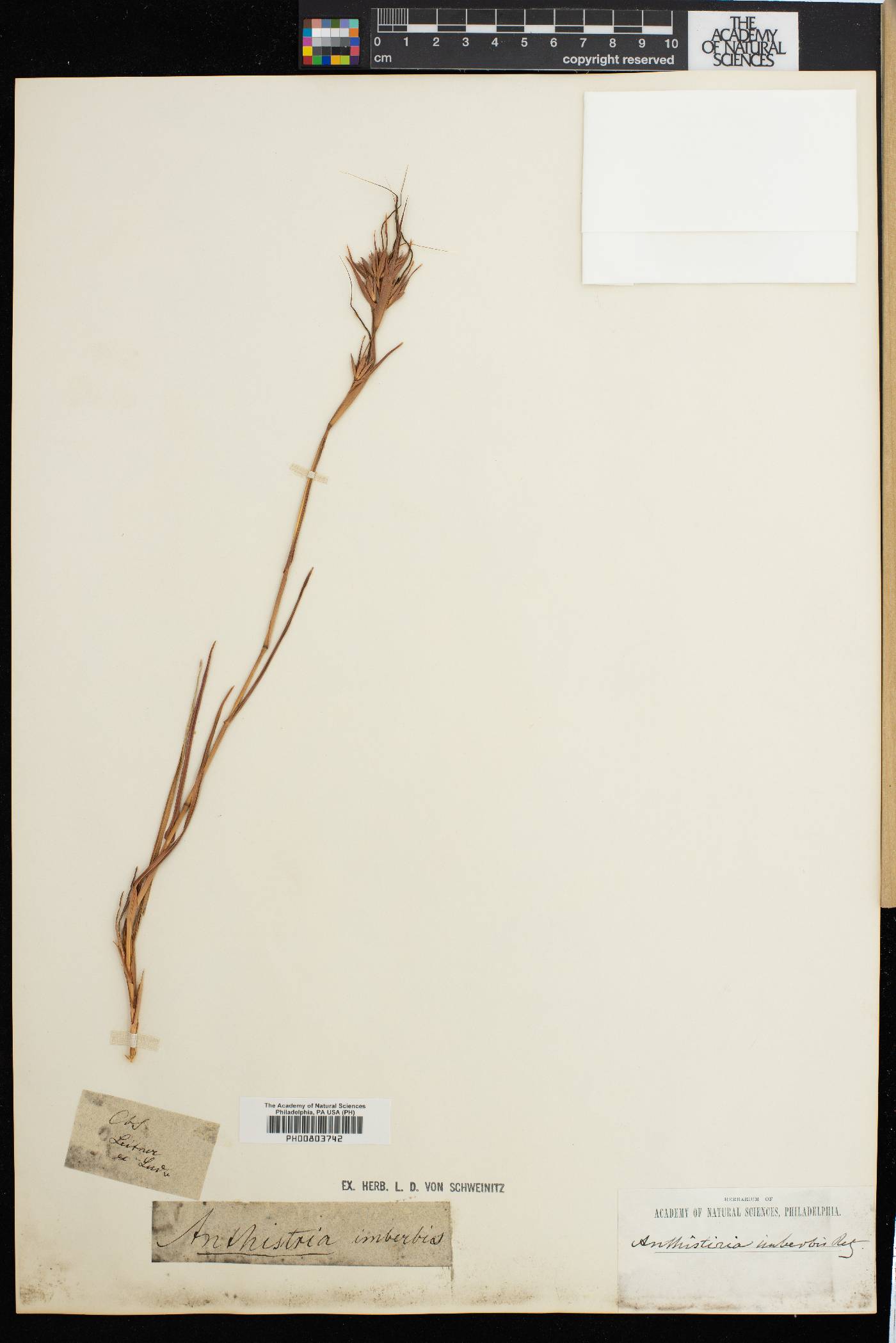 Themeda image