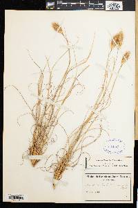 Image of Pentameris curvifolia