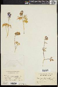 Aconitum delphiniifolium image