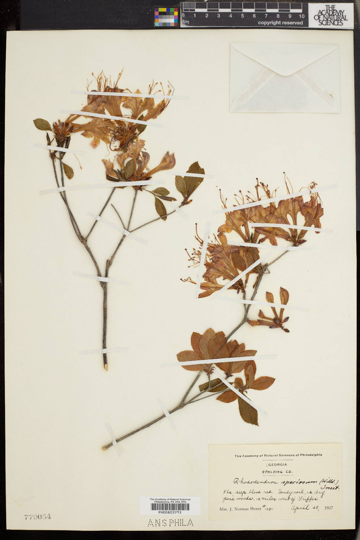 Rhododendron speciosum image