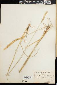 Image of Pennisetum macrourum