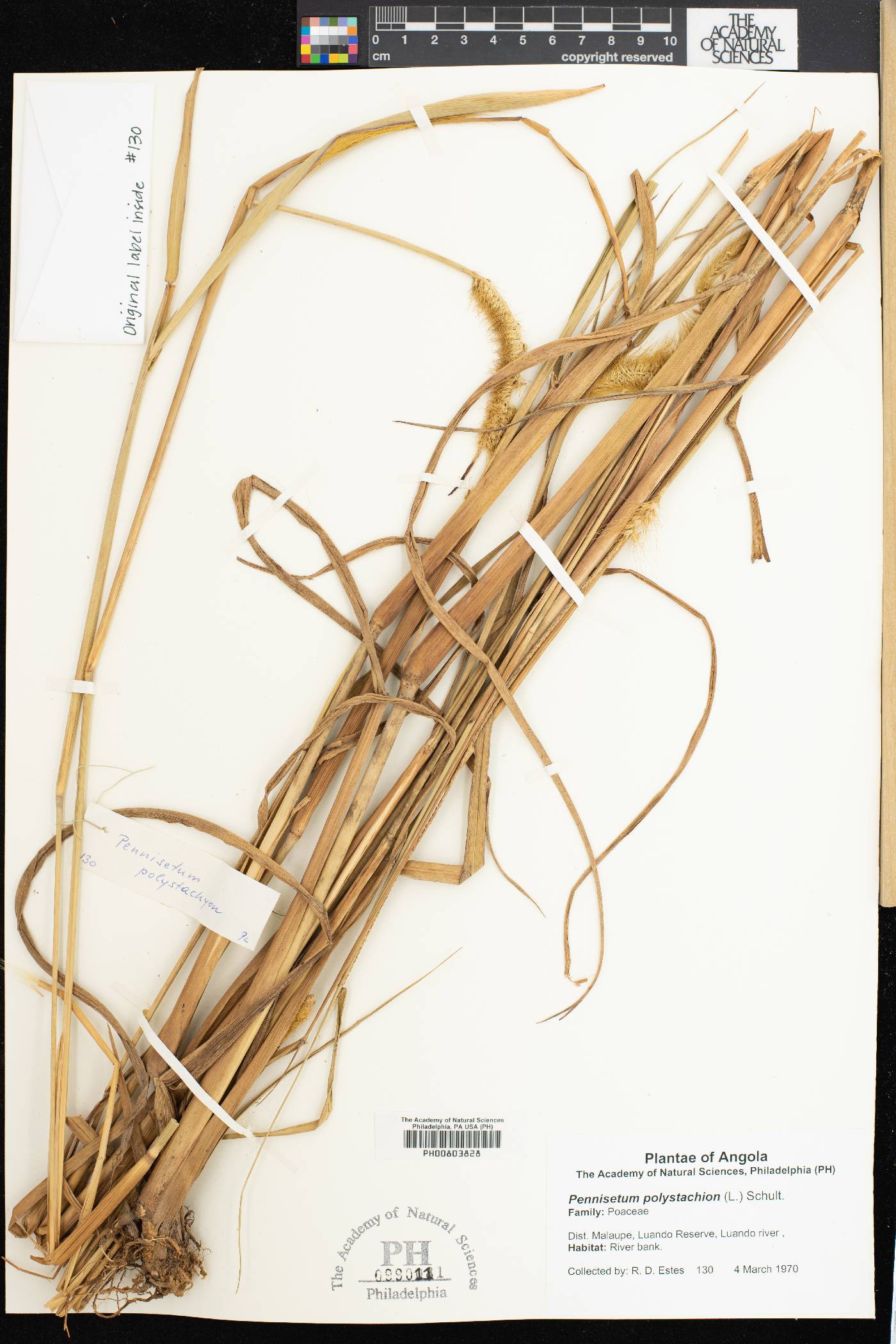 Pennisetum polystachion image