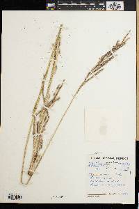 Paspalum urvillei image