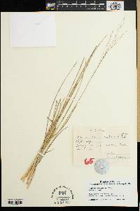 Panicum dregeanum image