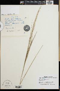 Panicum dregeanum image