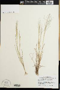 Panicum tenellum image