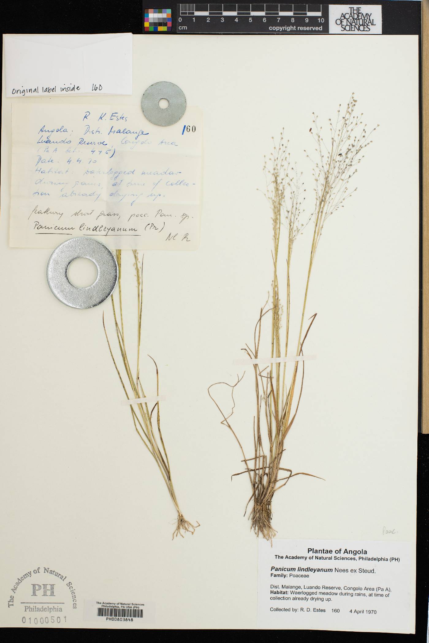 Panicum tenellum image