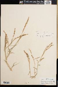 Panicum geminatum image