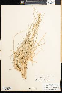 Panicum geminatum image