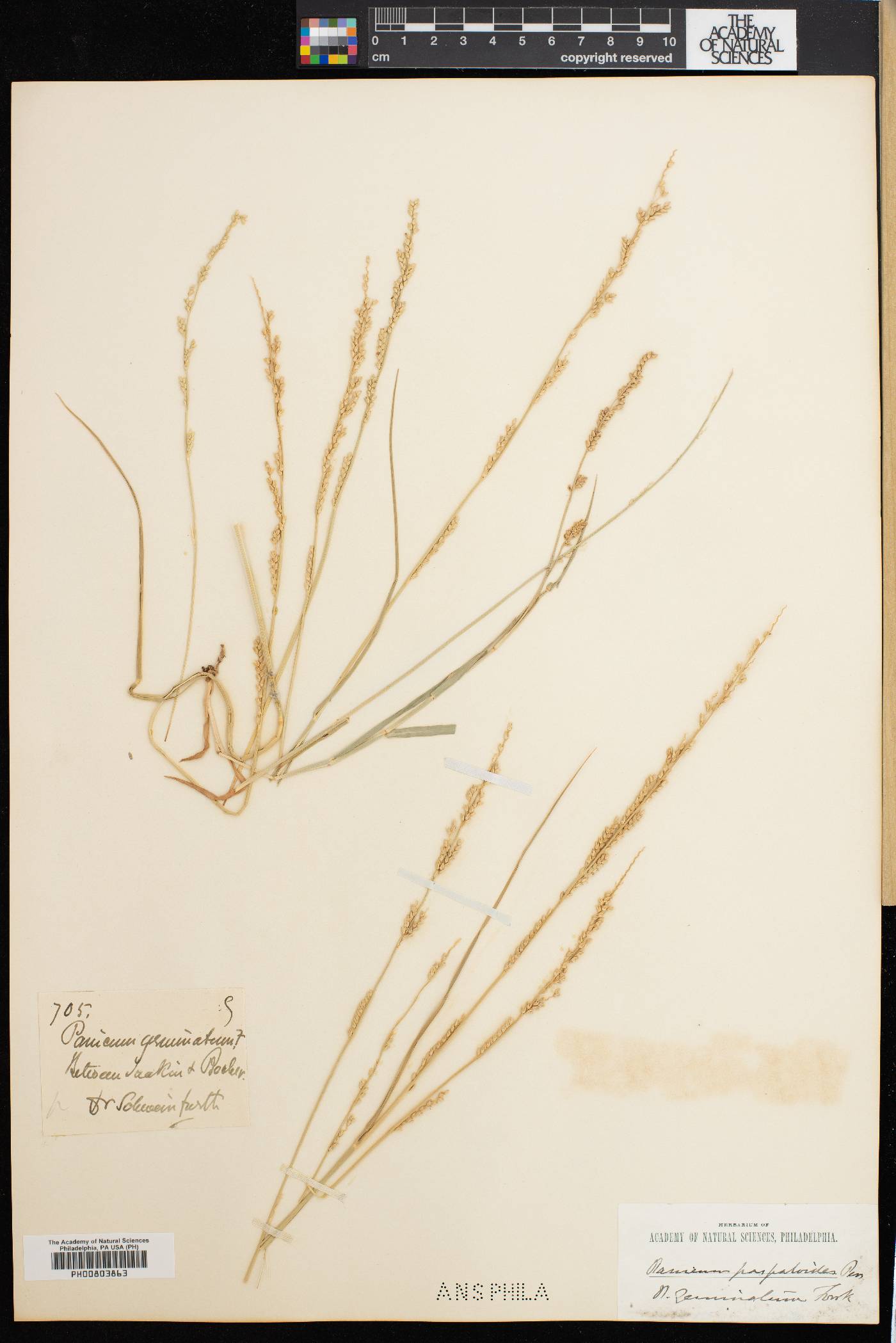 Panicum geminatum image