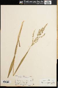 Panicum deustum image