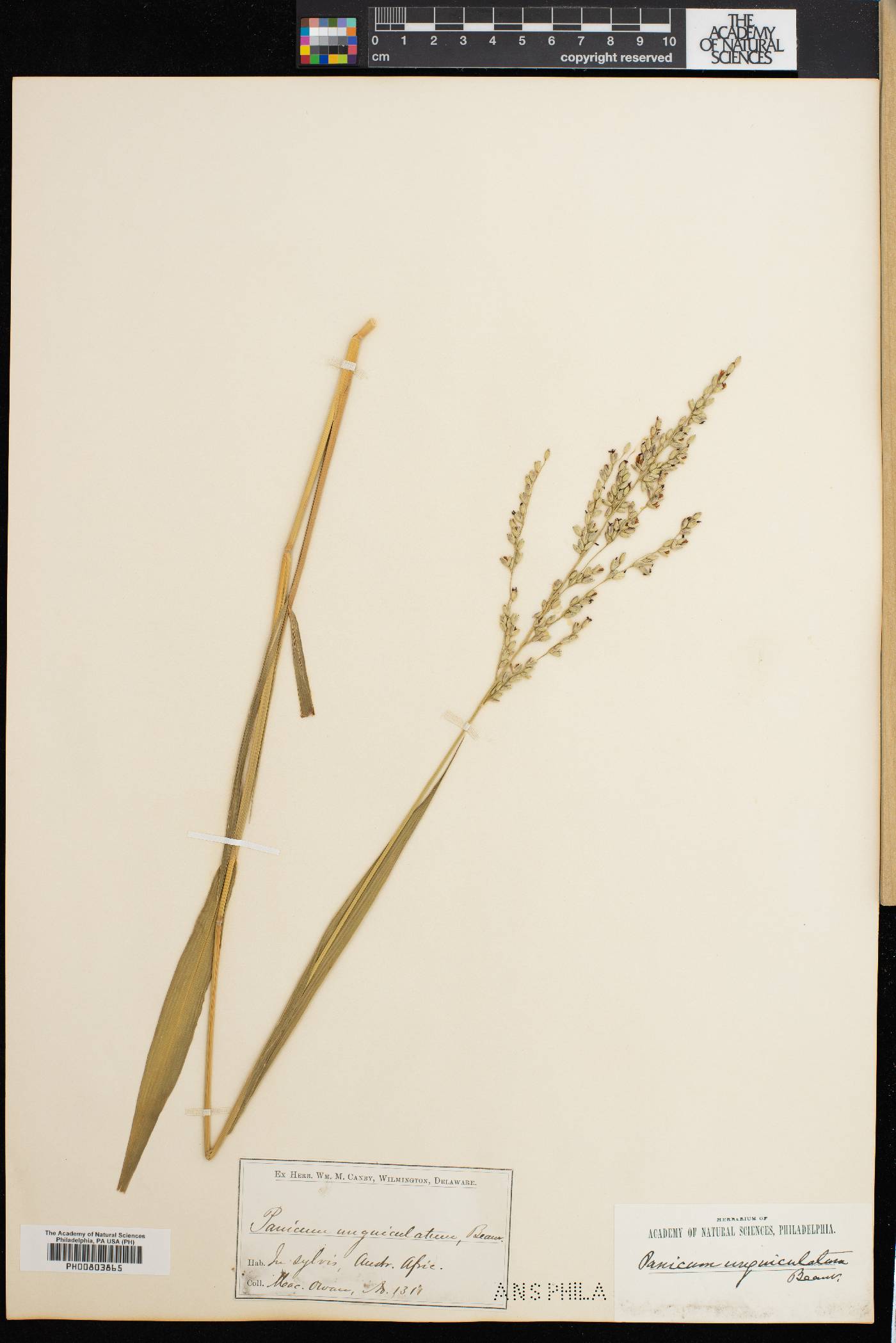 Panicum deustum image