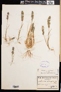 Schmidtia pappophoroides image
