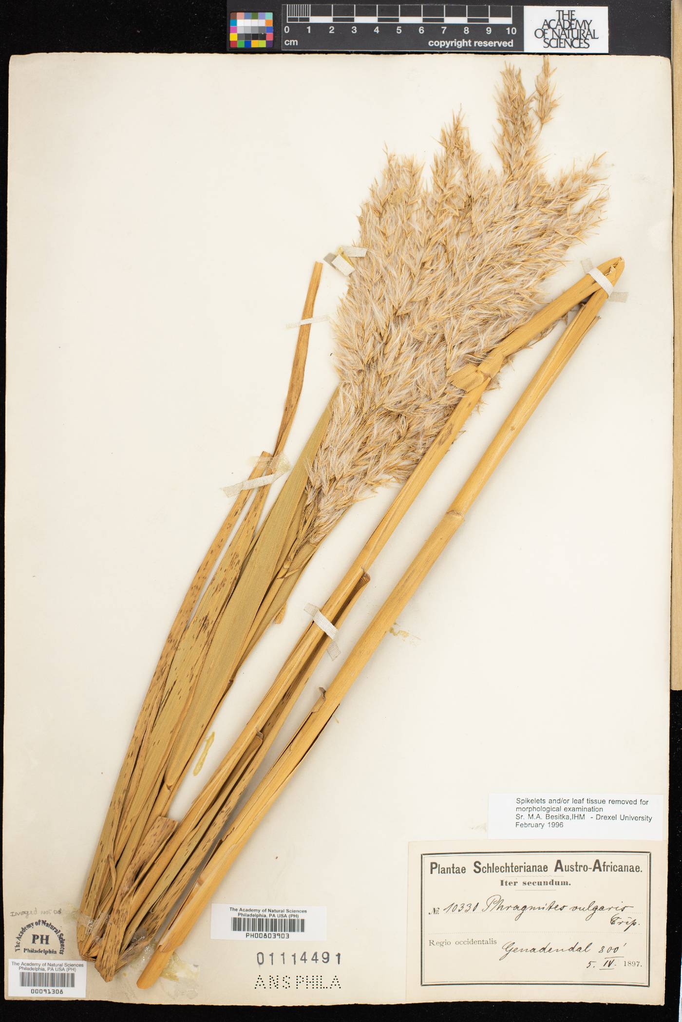 Phragmites vulgaris image