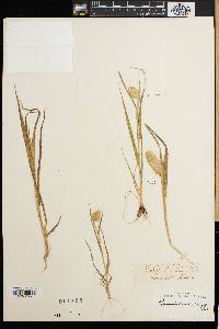 Phalaris brachystachys image