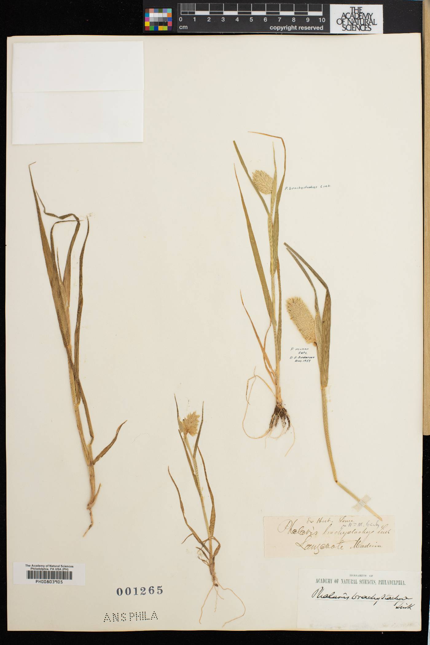 Phalaris brachystachys image