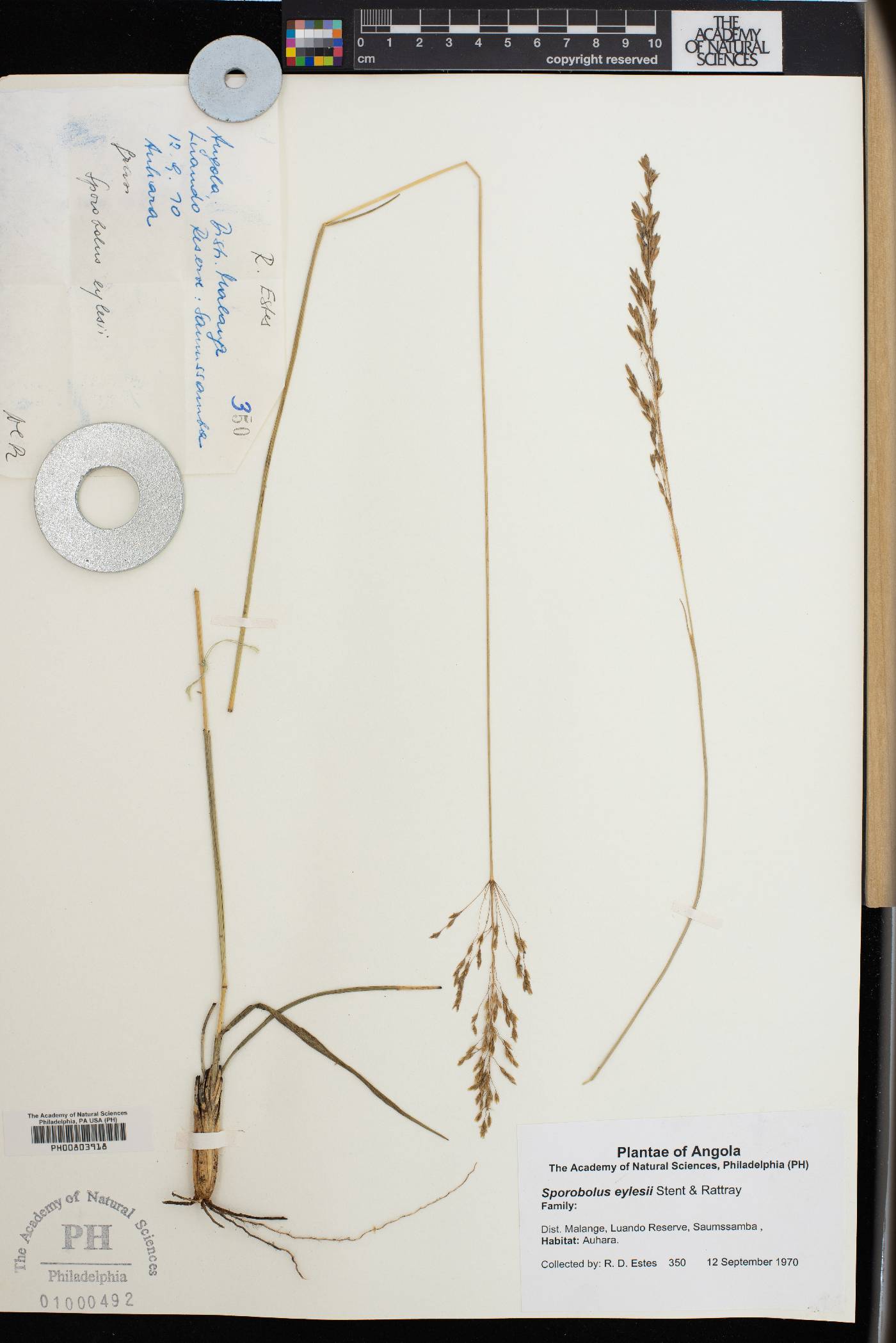 Sporobolus congoensis image
