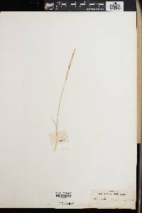 Image of Agrostis spicata