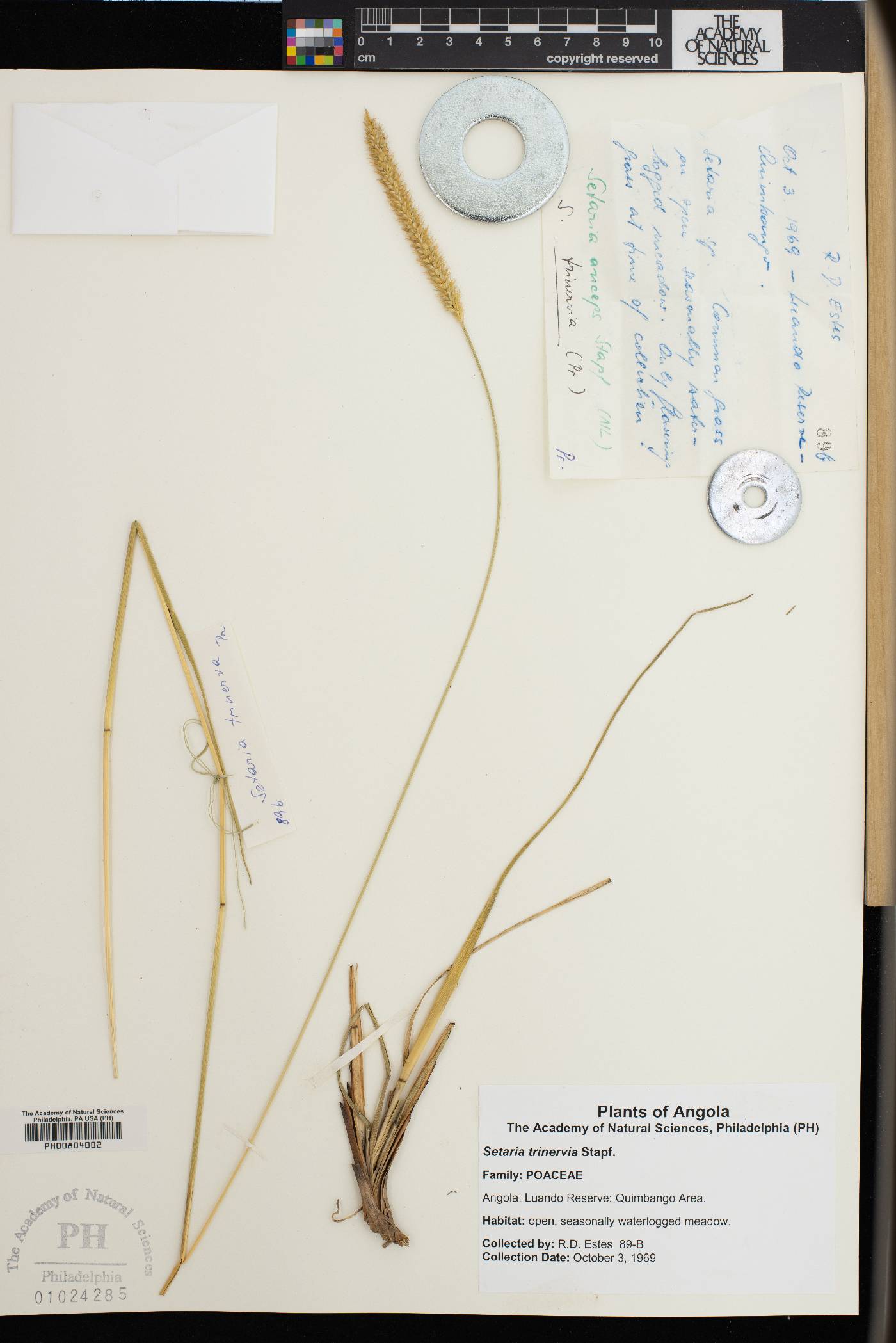 Setaria trinervia image