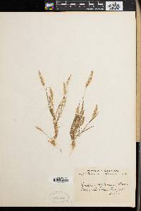 Rostraria cristata image