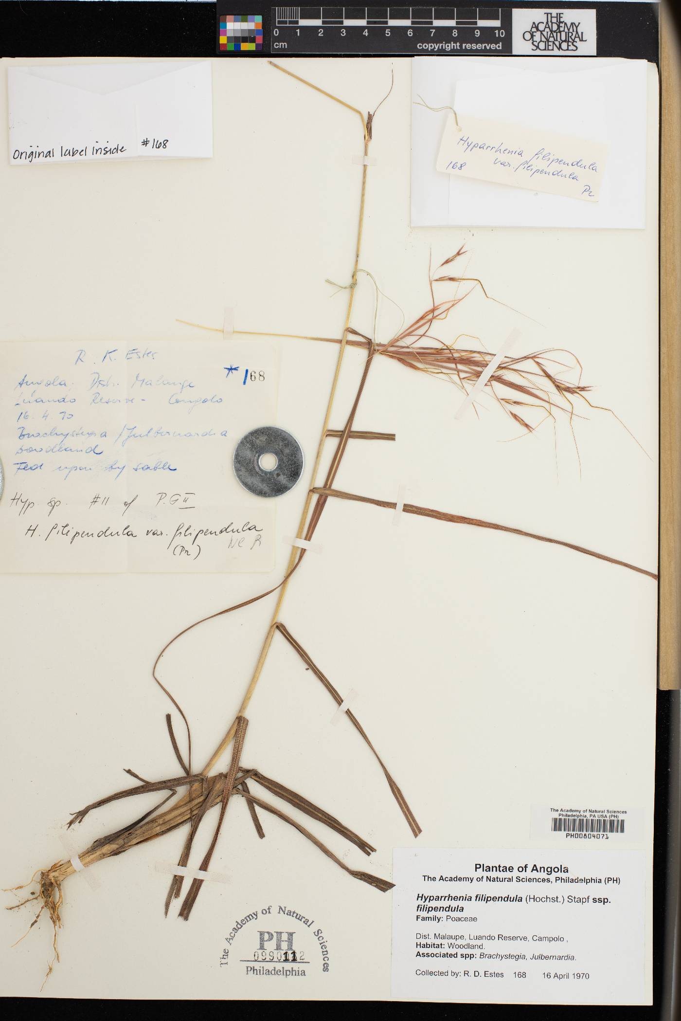 Hyparrhenia filipendula image