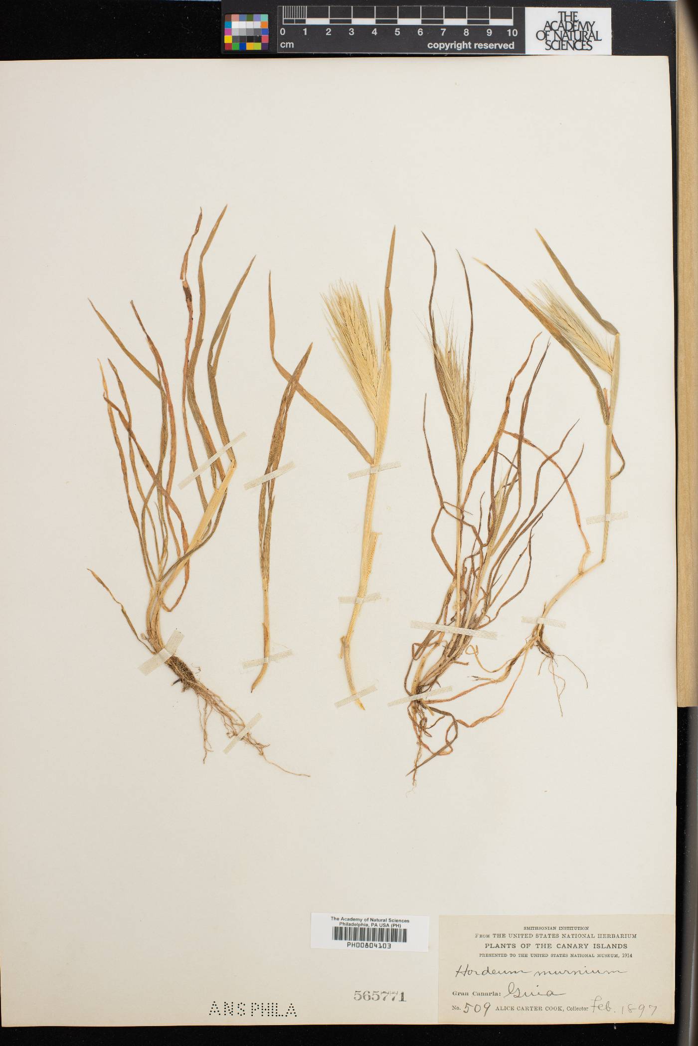 Hordeum marinum image