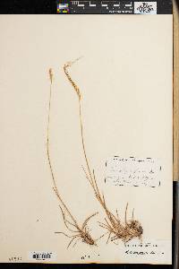 Heteropogon hirtus image