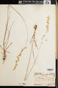 Image of Ehrharta longifolia