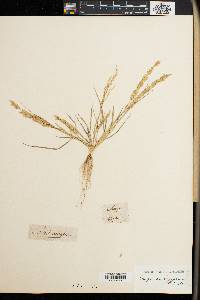 Eragrostis aegyptiaca image