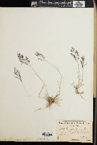 Eragrostis pilosa image