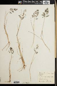 Eragrostis obtusa image