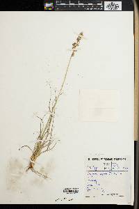 Image of Eragrostis capensis