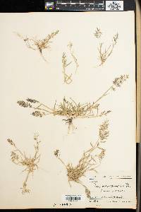 Eragrostis barrelieri image