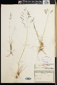 Eragrostis curvula image