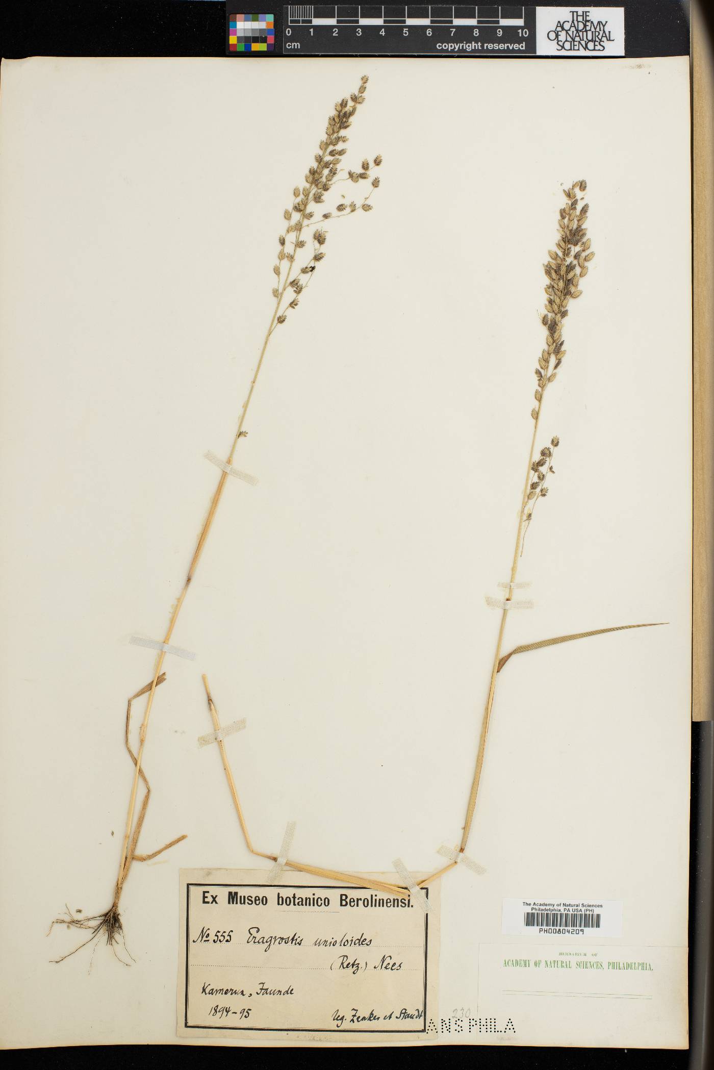 Eragrostis unioloides image