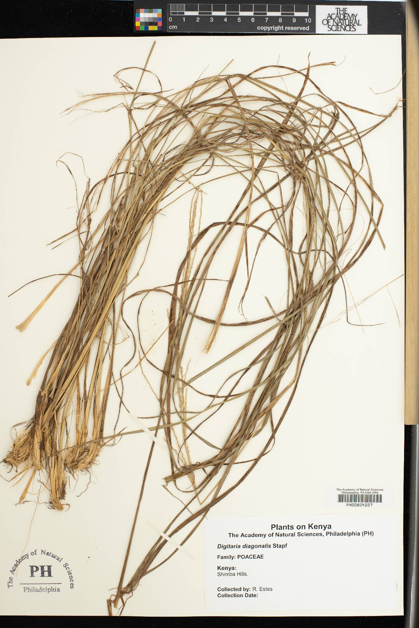 Digitaria diagonalis image