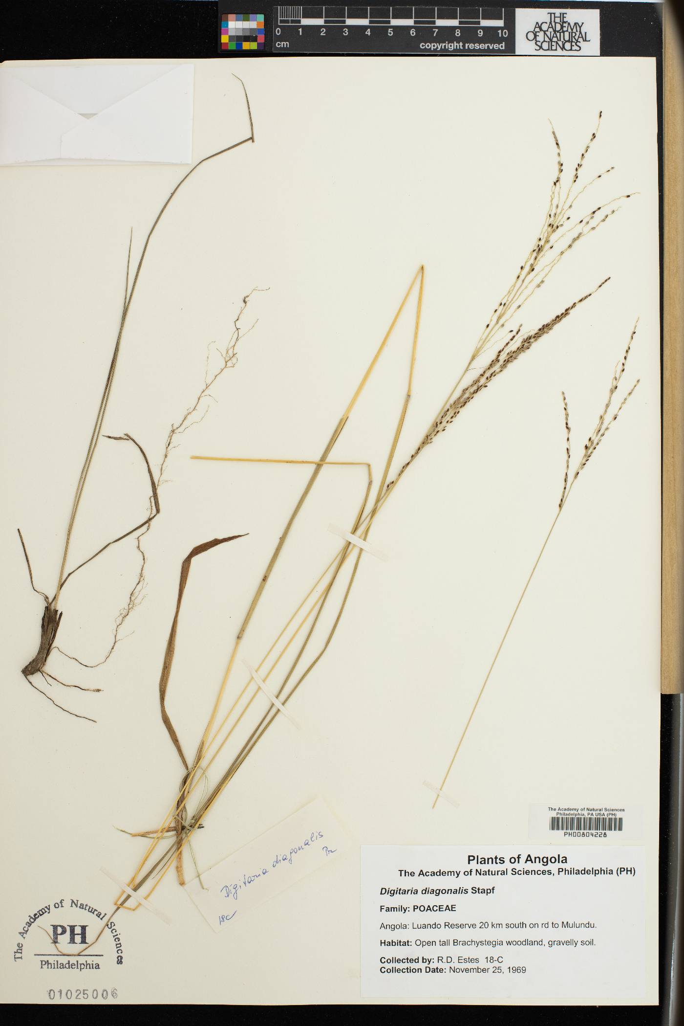 Digitaria diagonalis image