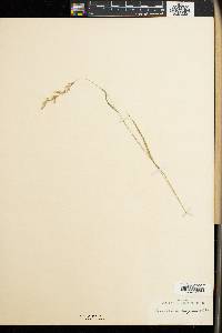 Image of Danthonia calycina