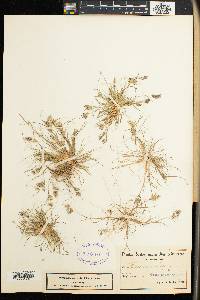 Image of Danthonia curva