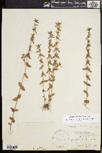 Sophronanthe pilosa image