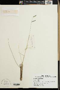 Urochloa subulifolia image