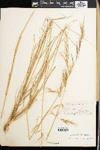 Aristida adscensionis image