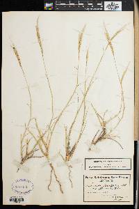 Image of Stipagrostis brevifolia