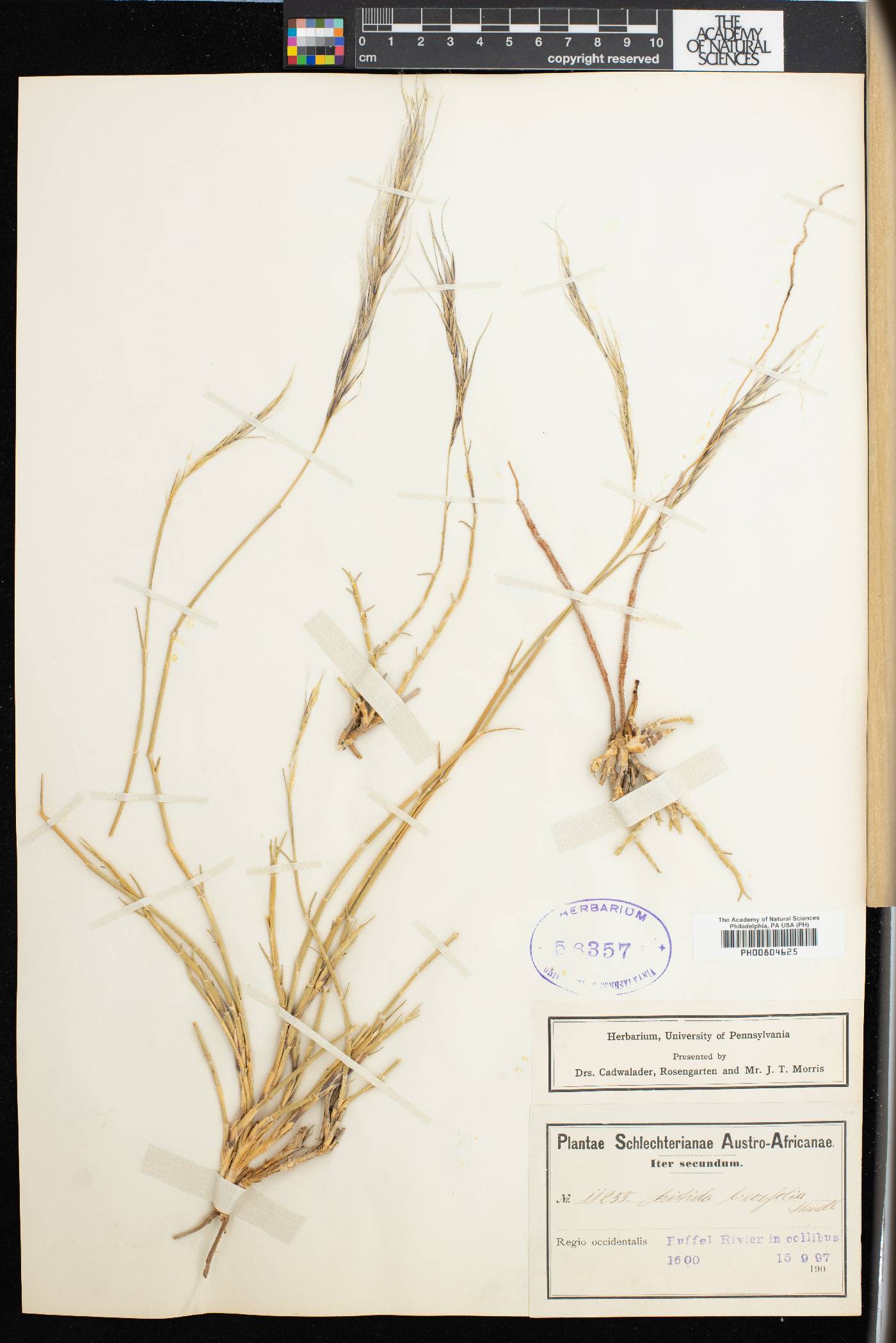 Stipagrostis brevifolia image