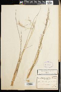 Aristida capensis image