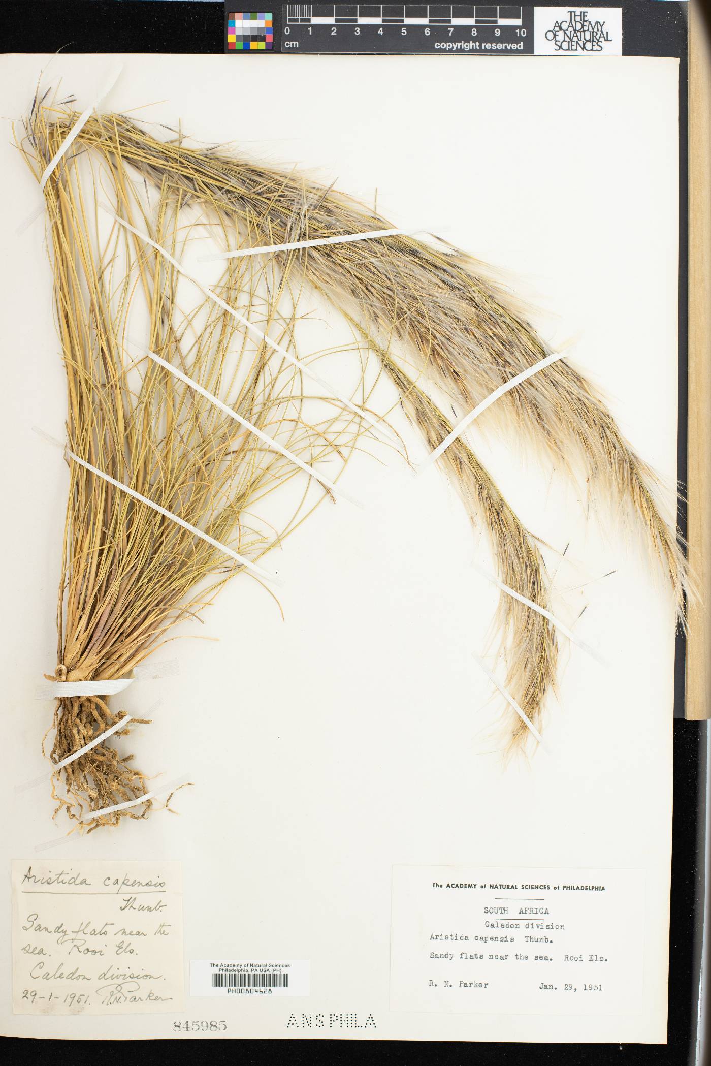 Aristida capensis image