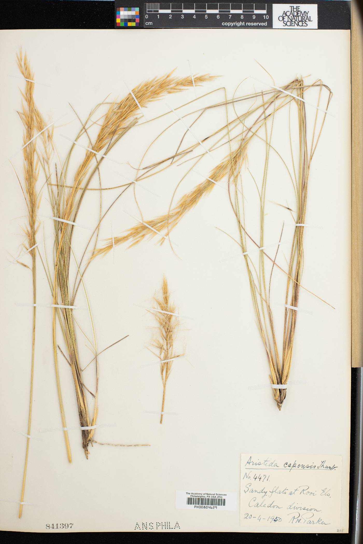 Aristida capensis image