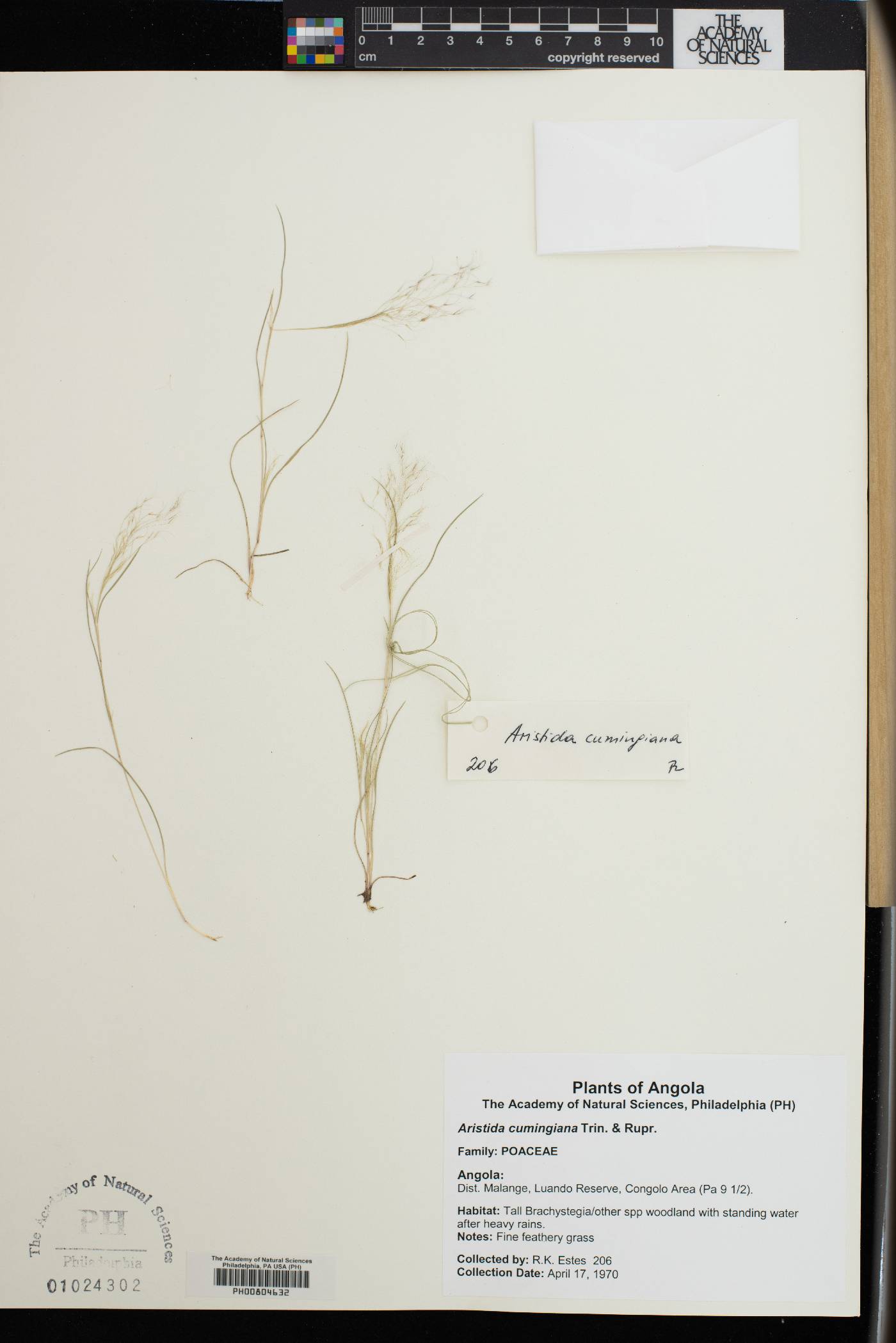 Aristida cumingiana image