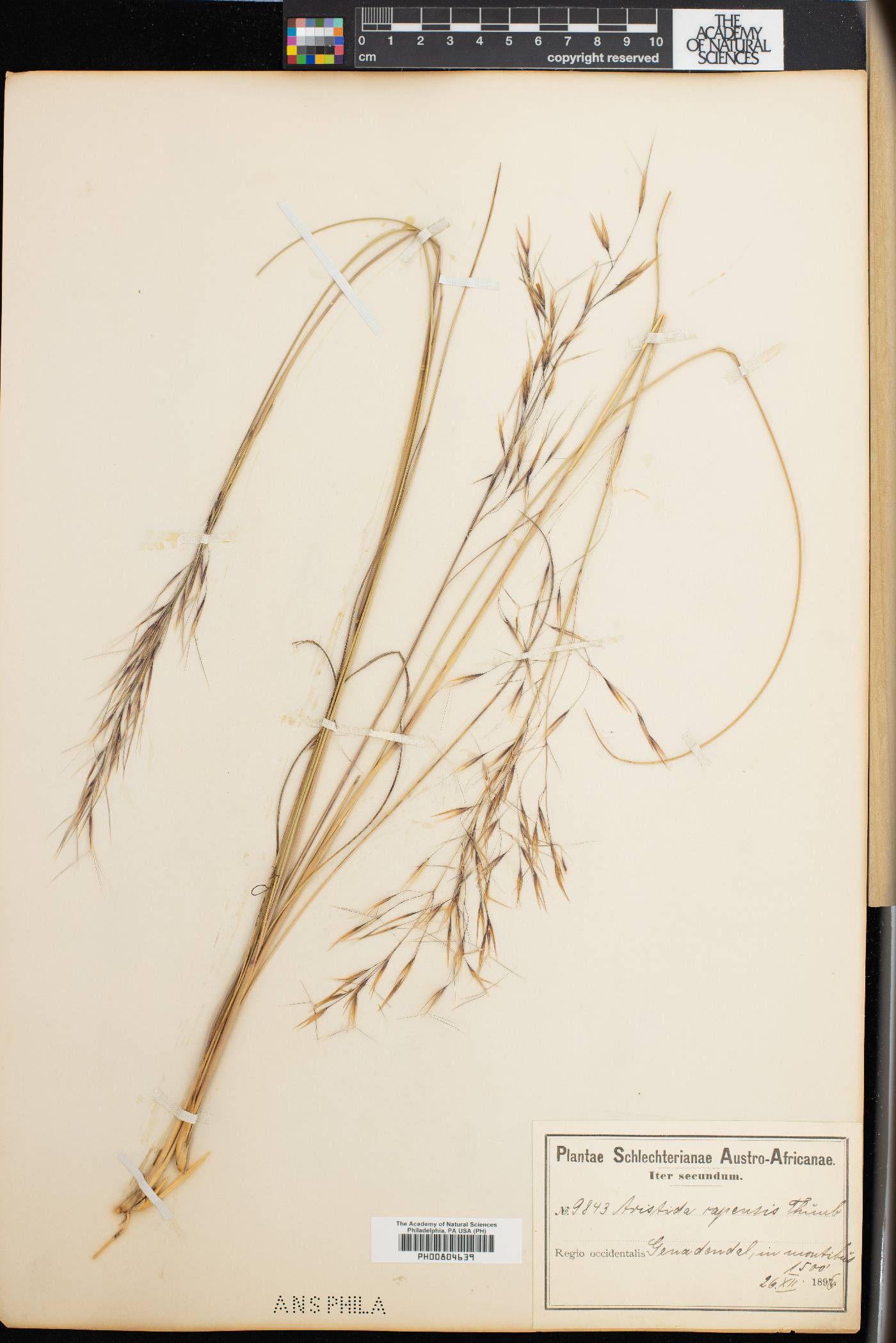 Aristida capensis image